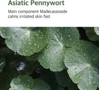 Mugwort - Calming Toner - 300ml