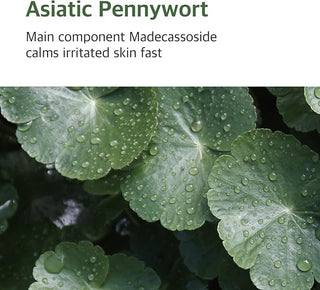Mugwort - Calming Cream - 80ml